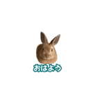 うちのパンちゃん0826（個別スタンプ：39）