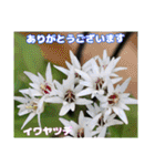 春のお花で、日常の ご挨拶（個別スタンプ：1）