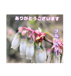 春のお花で、日常の ご挨拶（個別スタンプ：2）