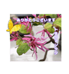 春のお花で、日常の ご挨拶（個別スタンプ：3）