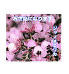 春のお花で、日常の ご挨拶（個別スタンプ：5）