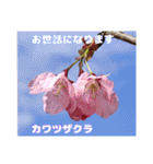 春のお花で、日常の ご挨拶（個別スタンプ：6）