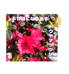 春のお花で、日常の ご挨拶（個別スタンプ：7）