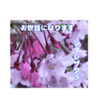春のお花で、日常の ご挨拶（個別スタンプ：8）