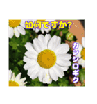 春のお花で、日常の ご挨拶（個別スタンプ：9）