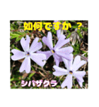 春のお花で、日常の ご挨拶（個別スタンプ：10）