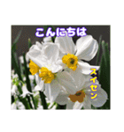 春のお花で、日常の ご挨拶（個別スタンプ：11）