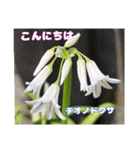 春のお花で、日常の ご挨拶（個別スタンプ：12）