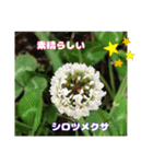 春のお花で、日常の ご挨拶（個別スタンプ：14）