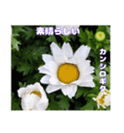 春のお花で、日常の ご挨拶（個別スタンプ：15）