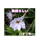 春のお花で、日常の ご挨拶（個別スタンプ：16）