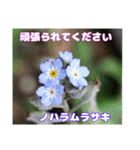 春のお花で、日常の ご挨拶（個別スタンプ：17）
