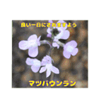 春のお花で、日常の ご挨拶（個別スタンプ：19）