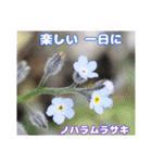 春のお花で、日常の ご挨拶（個別スタンプ：20）