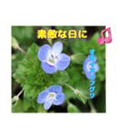 春のお花で、日常の ご挨拶（個別スタンプ：21）