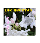 春のお花で、日常の ご挨拶（個別スタンプ：22）