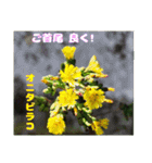 春のお花で、日常の ご挨拶（個別スタンプ：23）