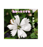 春のお花で、日常の ご挨拶（個別スタンプ：24）