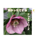 春のお花で、日常の ご挨拶（個別スタンプ：25）