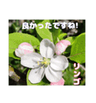 春のお花で、日常の ご挨拶（個別スタンプ：26）