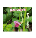 春のお花で、日常の ご挨拶（個別スタンプ：27）
