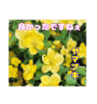 春のお花で、日常の ご挨拶（個別スタンプ：28）