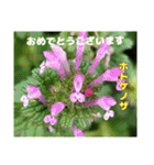 春のお花で、日常の ご挨拶（個別スタンプ：29）