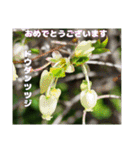 春のお花で、日常の ご挨拶（個別スタンプ：30）