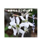 春のお花で、日常の ご挨拶（個別スタンプ：31）