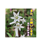 春のお花で、日常の ご挨拶（個別スタンプ：32）