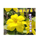 春のお花で、日常の ご挨拶（個別スタンプ：33）