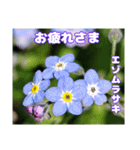 春のお花で、日常の ご挨拶（個別スタンプ：34）