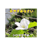 春のお花で、日常の ご挨拶（個別スタンプ：35）