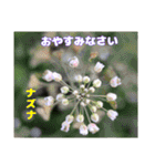 春のお花で、日常の ご挨拶（個別スタンプ：36）