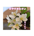 春のお花で、日常の ご挨拶（個別スタンプ：37）