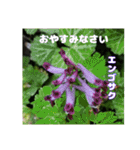 春のお花で、日常の ご挨拶（個別スタンプ：38）