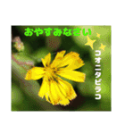 春のお花で、日常の ご挨拶（個別スタンプ：39）