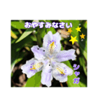 春のお花で、日常の ご挨拶（個別スタンプ：40）