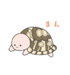 かわいいリクガメちゃん（個別スタンプ：40）