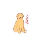 めいんはゴールデンちゃん！（個別スタンプ：1）