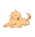 めいんはゴールデンちゃん！（個別スタンプ：4）