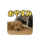 マルプーのモカ様 1弾（個別スタンプ：6）