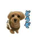マルプーのモカ様 1弾（個別スタンプ：8）