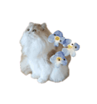 mon petit chat…（個別スタンプ：1）