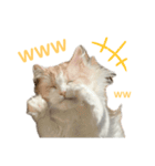 mon petit chat…（個別スタンプ：4）