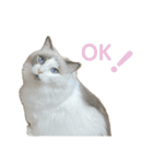 mon petit chat…（個別スタンプ：7）