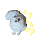 mon petit chat…（個別スタンプ：8）