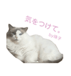 mon petit chat…（個別スタンプ：9）