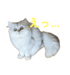 mon petit chat…（個別スタンプ：10）
