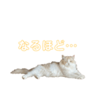 mon petit chat…（個別スタンプ：11）
